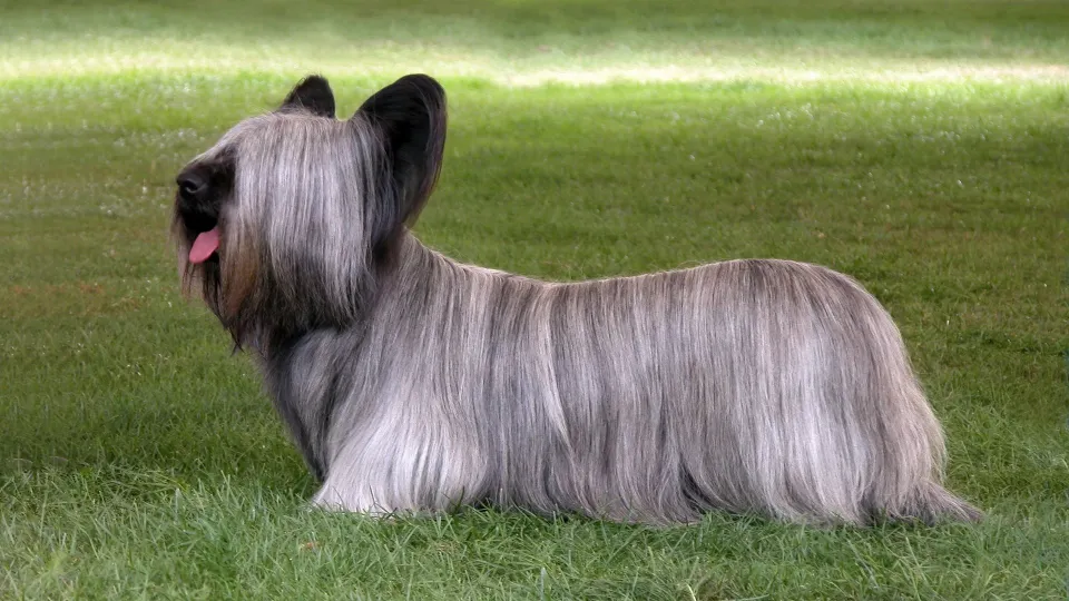 Skye Terrier